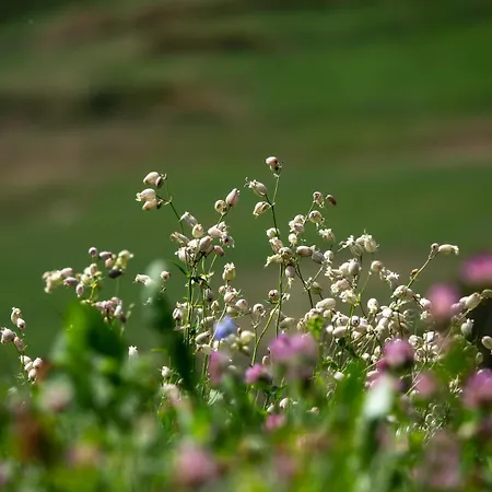 Chateau Marnand - Montgolfieres Apartment Granges-pres-Marnand