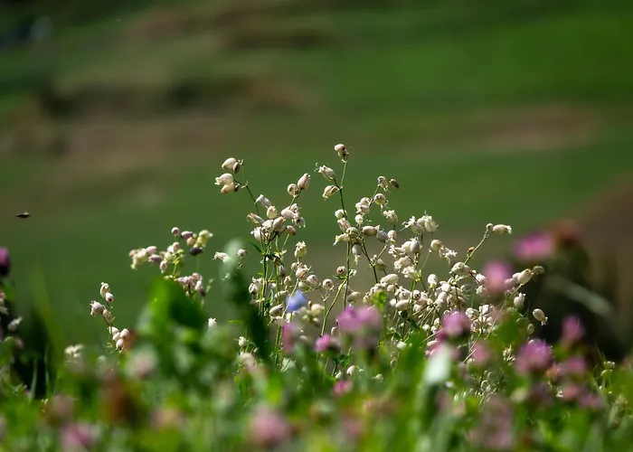 Chateau Marnand - Montgolfieres Apartment Granges-pres-Marnand
